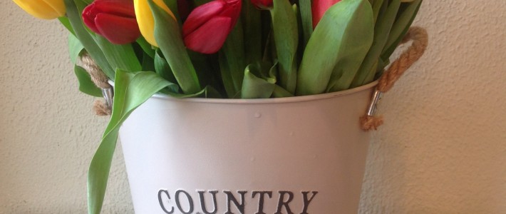 Bucket of mixed tulips