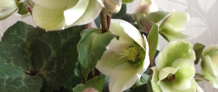 Spring flowers hellebore