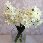 Noble Narcissus