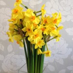 Delightful Daffodil