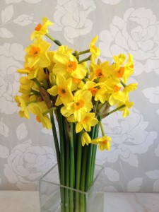 Delightful Daffodil