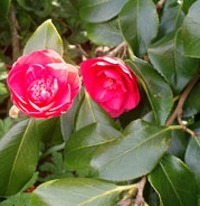 camellia-flower