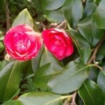 Camellia flower