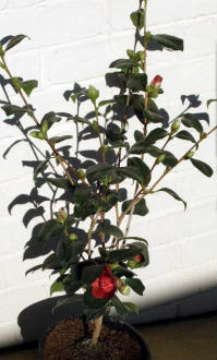 Camellia plant