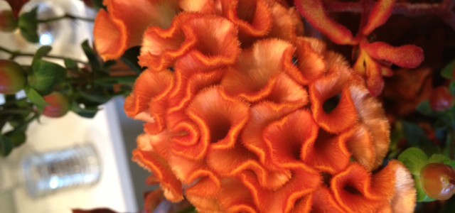 celosia1