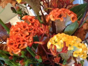 Celosia Flower