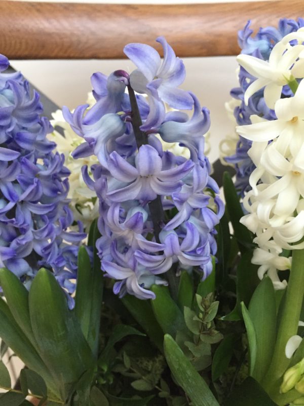 Scented Hyacinth Hatbox