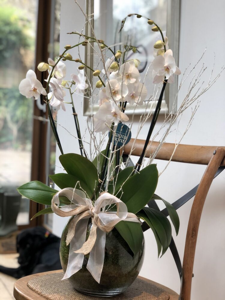 Orchid Arrangement - Flowers by Louise